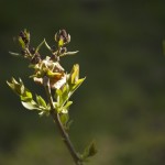 Lilac Buds