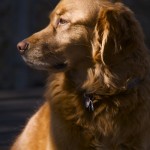 Redd in the Morning Sun