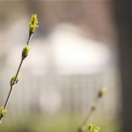 Little Green Buds