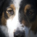 A Pensive Dallas
